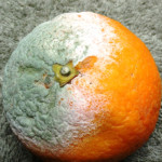Mold in orange