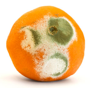 annoying orange mold