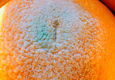 mold on the inside of an orange,