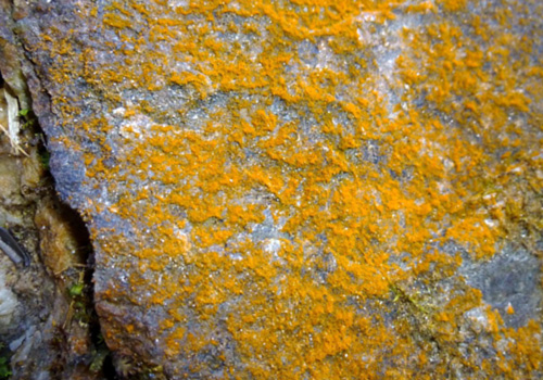 orange fungus edible