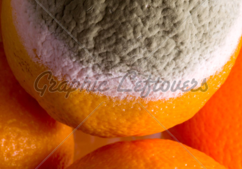 white mold inside an orange,