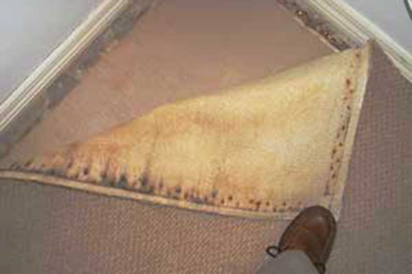 Kill and Removing mold on carpet