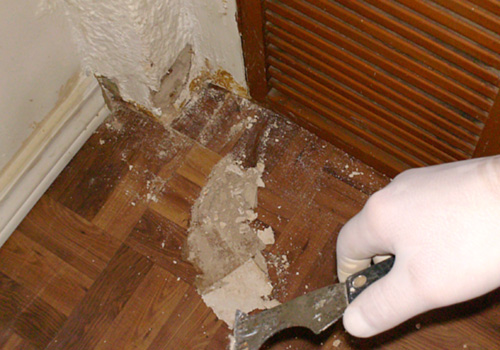 Mold Removal Canada best value