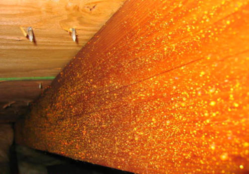 Orange Mold On Wood