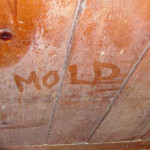 Orange Mold in House
