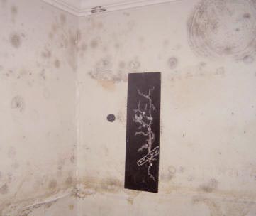 Remove mold resisteant on drywall