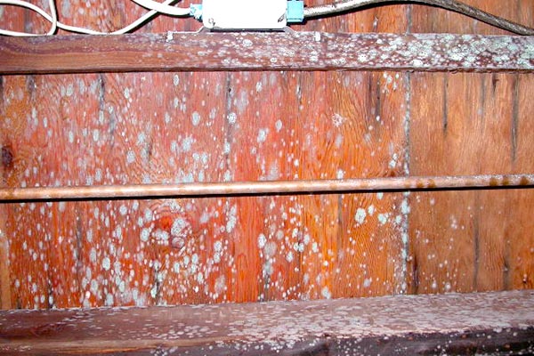 basement mold prevention