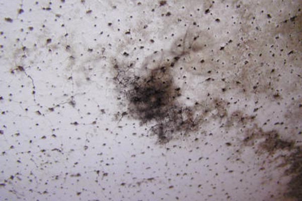 beginning of black mold pictures