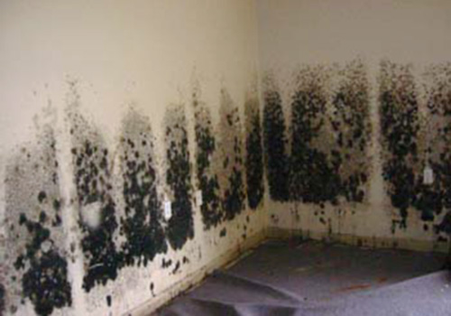 black mold and babies