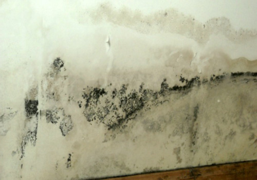 black mold and cancer