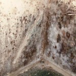 black mold behind pictures