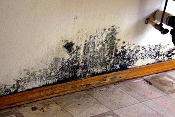 black mold images pictures