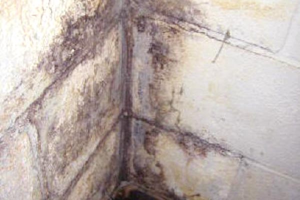 black mold in basement carpet