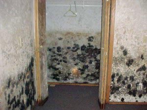 black mold in basement health effects