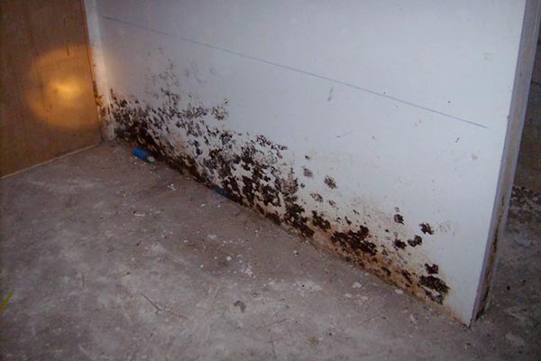 black mold in basement health