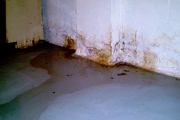 black mold in basement insulation
