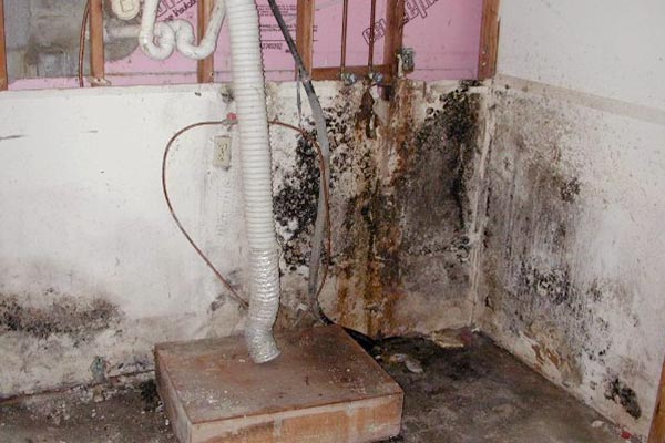 black mold in house images