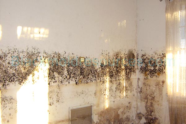 black mold in house pictures