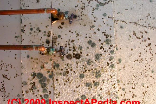 black mold in house walls