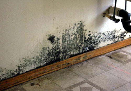 black mold in house