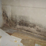 black mold in sinuses