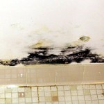 black mold insulation pictures