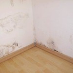 black mold pictures on carpet