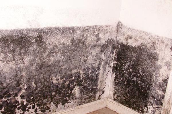 black mold pictures on ceiling