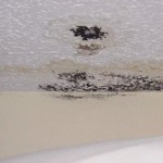 black mold removal pictures