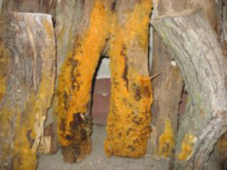 bright orange mold on wood