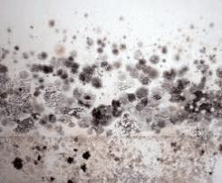 dry black mold pictures