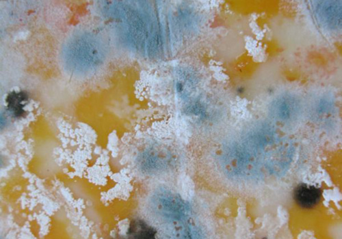 facts about mold on food