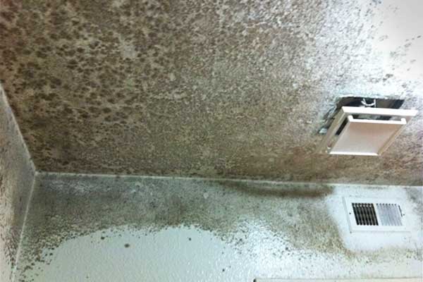 how to clean mold off bathroom ceiling