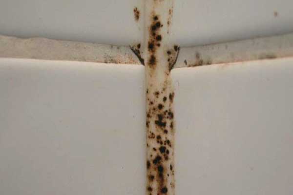 how to get rid of mold in bathroom
