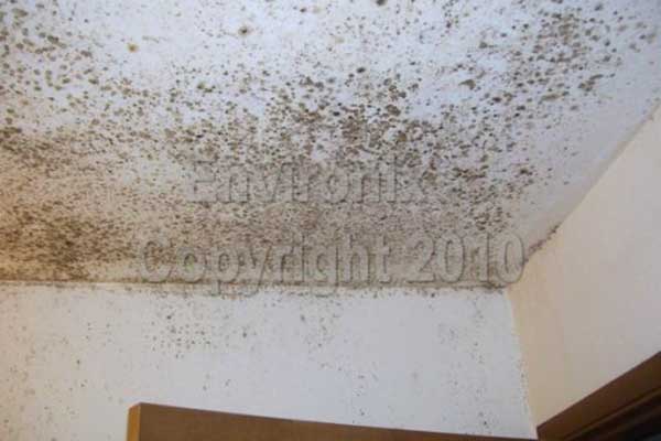 how to get rid of mold on bathroom ceiling