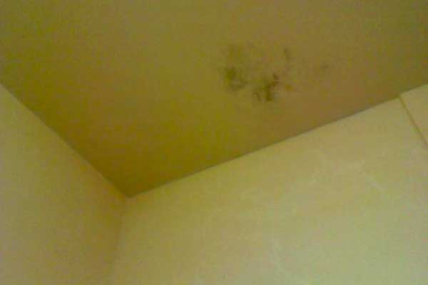 how to get rid of mold on bathroom walls