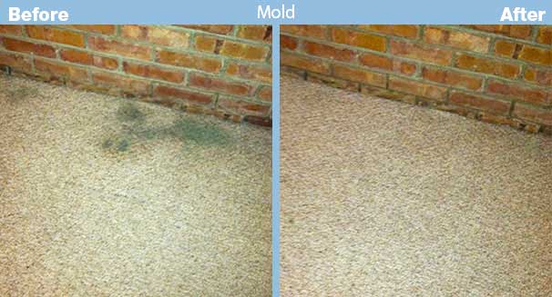 how to kill mold in carpet