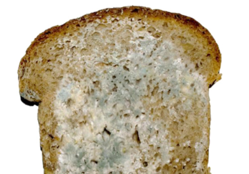 is-mold-on-food-dangerous-to-eat