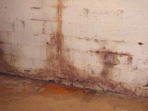 killing black mold in basements