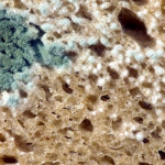 mold and food poisoning