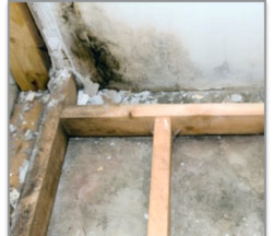 mold cleaning calgary