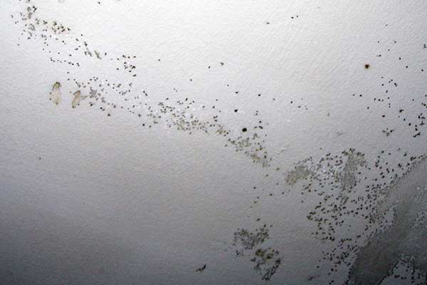 mold in the bathroom ceiling