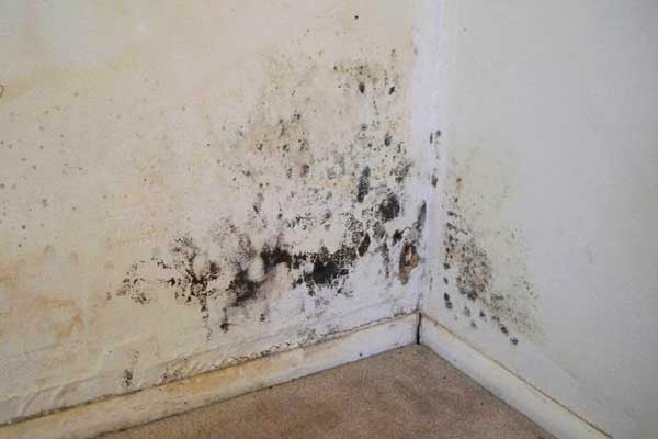mold on a walls