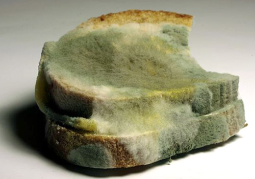 mold on bread and pregnancy