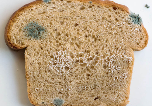 mold on bread experiment