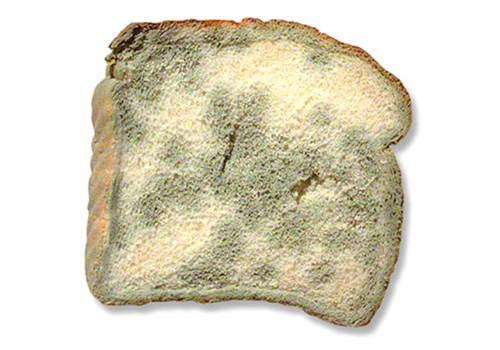 mold on bread facts
