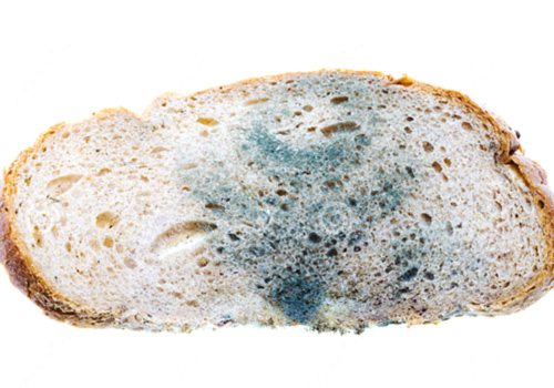 mold on bread science experiment