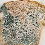mold on bread white