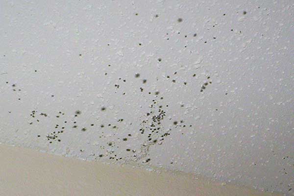 mold on ceiling around air vents