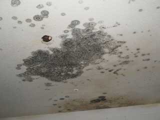 mold on ceiling from humidifier